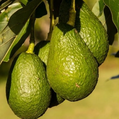 Hybrid Avocado ( HASS ) Fruit Plant