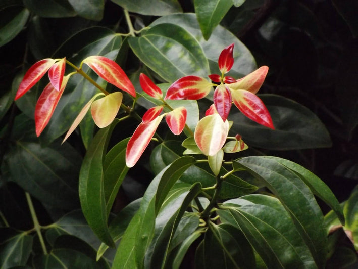 Cinnamon Spice Plant