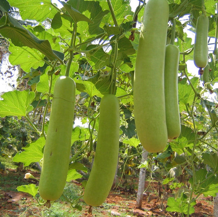 Bottlegourd " Thai Long  " Exotic 10 Vegetable Seeds