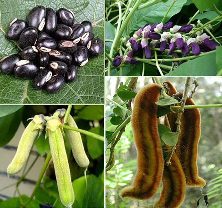 Mucuna " Velvet Bean  " Exotic 10 Vegetable Seeds