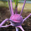 Knol Khol " Purple Beauty  " Exotic 20 Vegetable Seeds