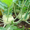 Knol Khol " White Beauty  " Exotic 20 Vegetable Seeds