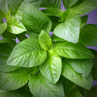 Green Amaranthus 