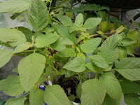 Green Amaranthus 