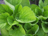 Green Amaranthus 