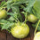 Knol Khol " Olivia  " Exotic 20 Vegetable Seeds