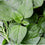 Green Amaranthus " Co-1  " Exotic 100 Vegetable Seeds