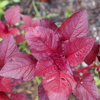 Red Amaranthus 