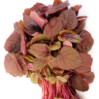 Red Amaranthus 