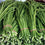 Cowpea " Arka Garima  " Exotic 20 Vegetable Seeds