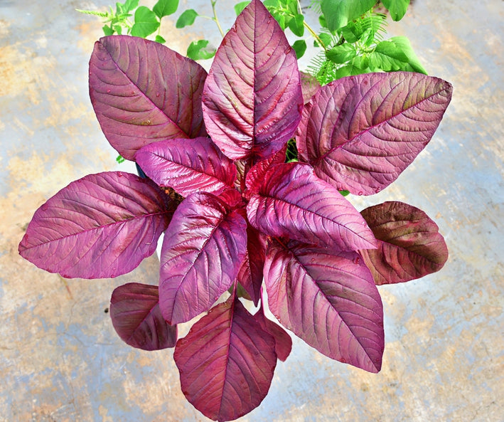 Red Amaranthus " Krishnasree  " Exotic 100 Vegetable Seeds