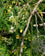 Drumstick Moringa " Co - 2  " Exotic 20 Vegetable Seeds