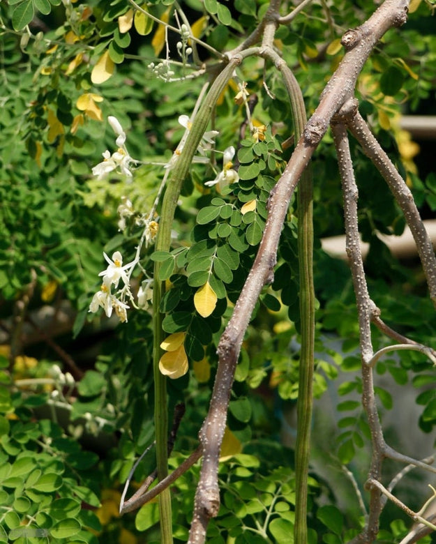 Drumstick Moringa " Co - 2  " Exotic 20 Vegetable Seeds