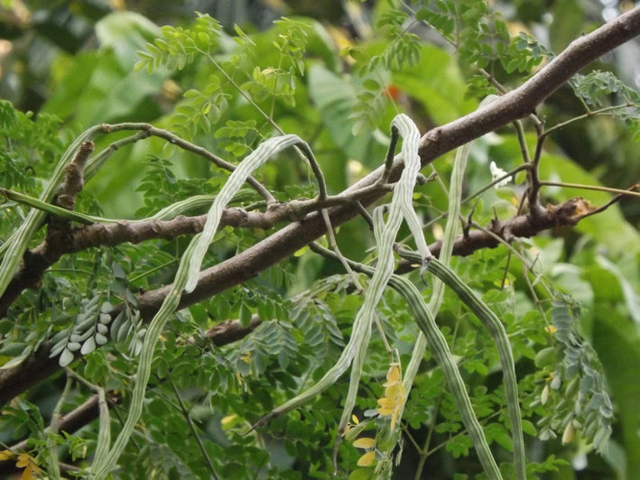 Drumstick Moringa " Dhanaraj  " Exotic 20 Vegetable Seeds