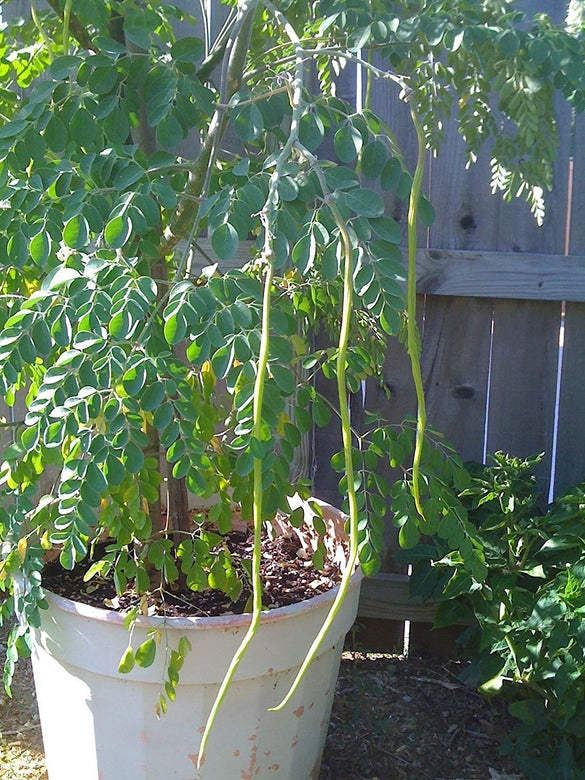 Drumstick Moringa " Konkan Ruchira  " Exotic 20 Vegetable Seeds