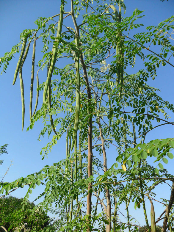 Drumstick Moringa " PKM-1  " Exotic 20 Vegetable Seeds