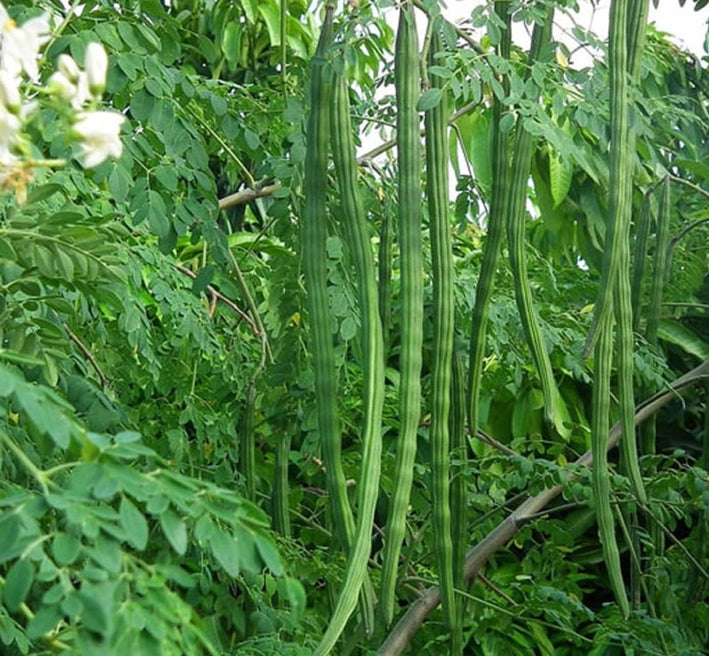 Drumstick Moringa " KM1  " Exotic 20 Vegetable Seeds