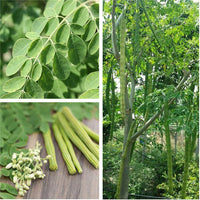 Drumstick Moringa 