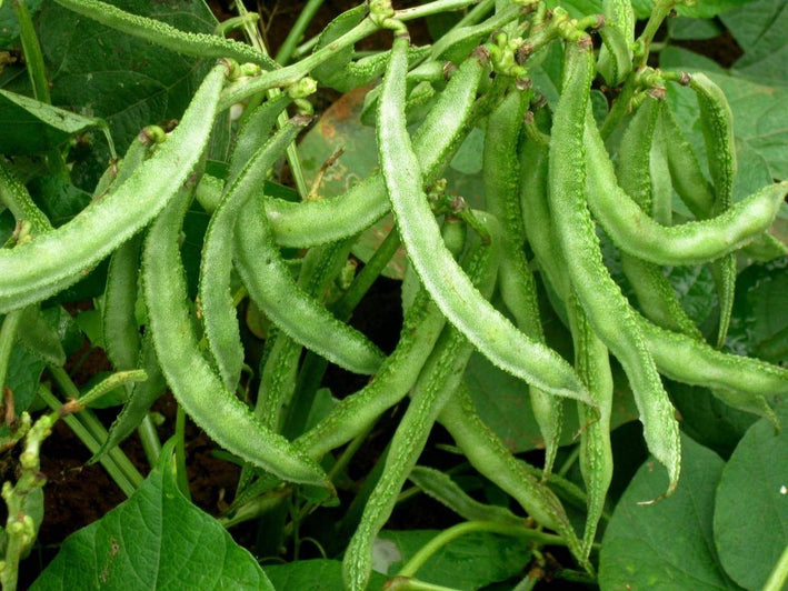 Dolichos Bean " Arka Adarsh  " Exotic 10 Vegetable Seeds