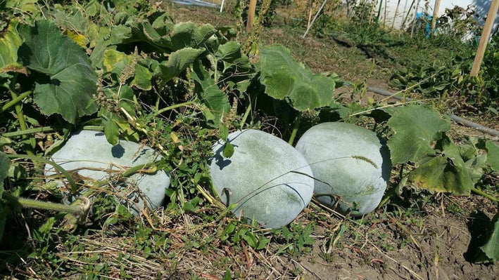 Ash Gourd " Pusa Ujwal  " Exotic 10 Vegetable Seeds