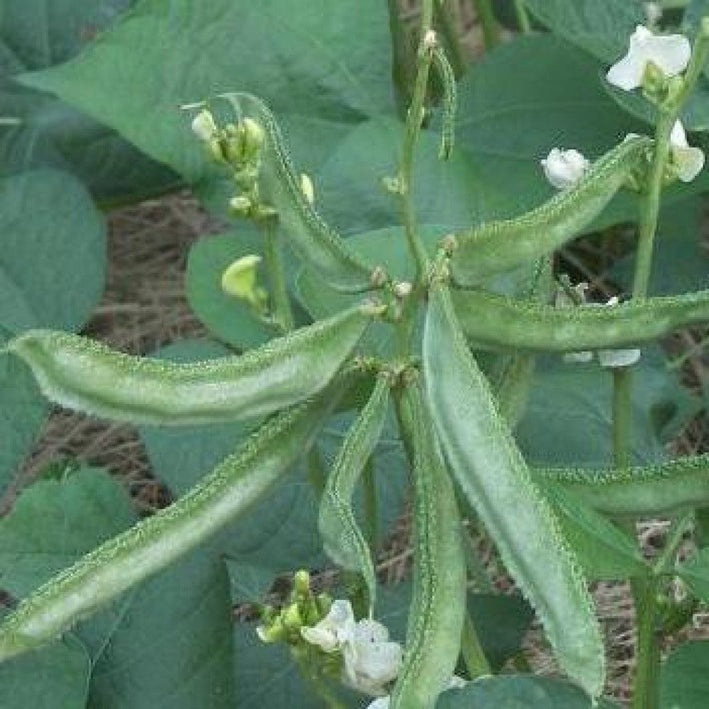 Dolichos Bean " Arka Soumya  " Exotic 10 Vegetable Seeds