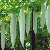 Snake Gourd 