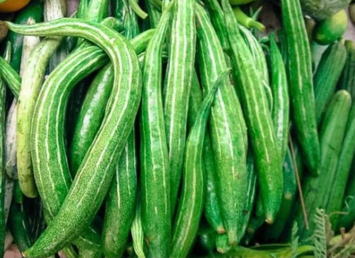 Snake Gourd " PKM 1  " Exotic 10 Vegetable Seeds