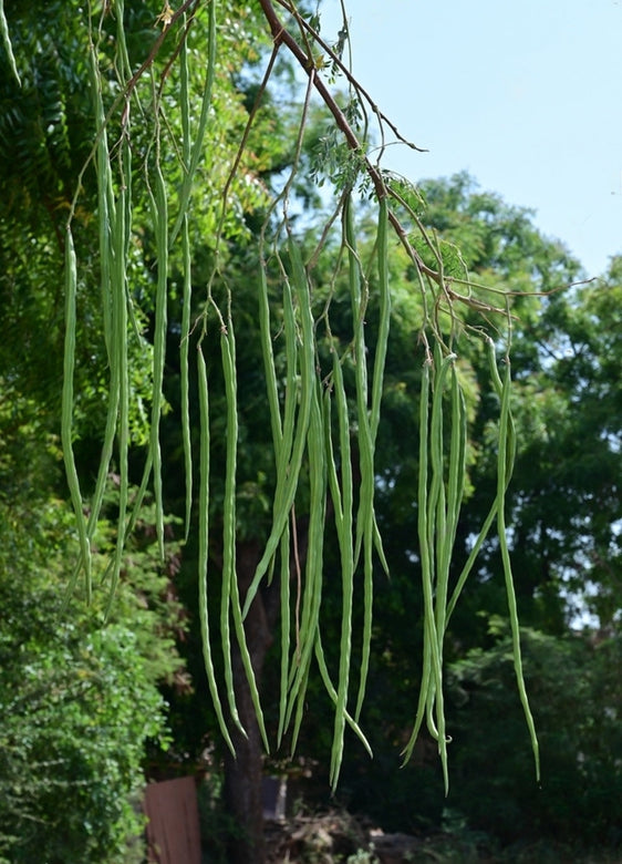 Drumstick Moringa " GKVK2  " Exotic 20 Vegetable Seeds