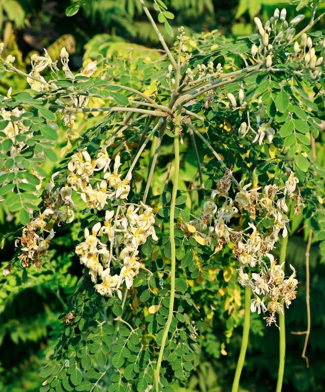 Drumstick Moringa " GKVK3  " Exotic 20 Vegetable Seeds