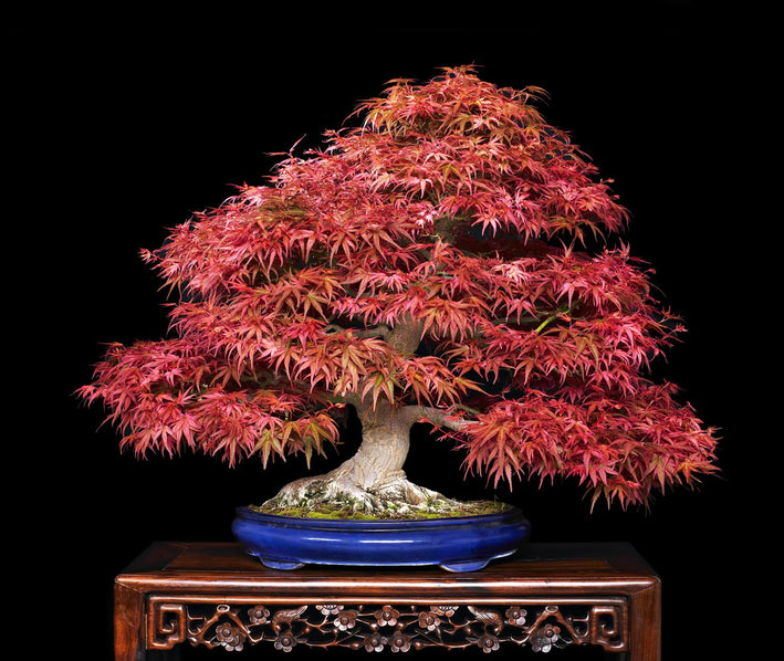 Maple " Pink Maple  " Exotic 10 Tree Seeds