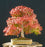 Maple " Red Green Maple  " Exotic 10 Tree Seeds