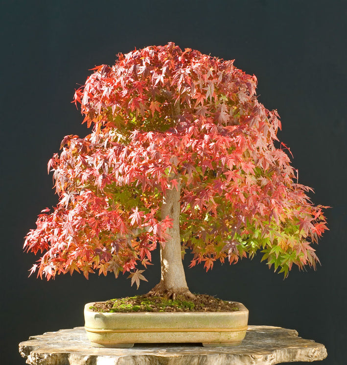 Maple " Red Green Maple  " Exotic 10 Tree Seeds