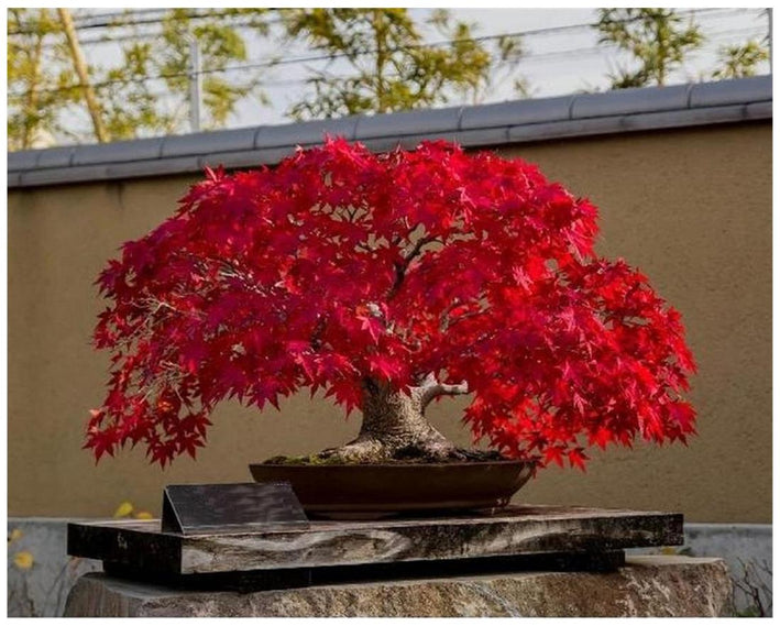 Maple " Dark Red Maple  " Exotic 10 Tree Seeds