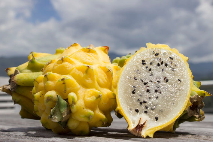 Yellow Dragonfruit Plant