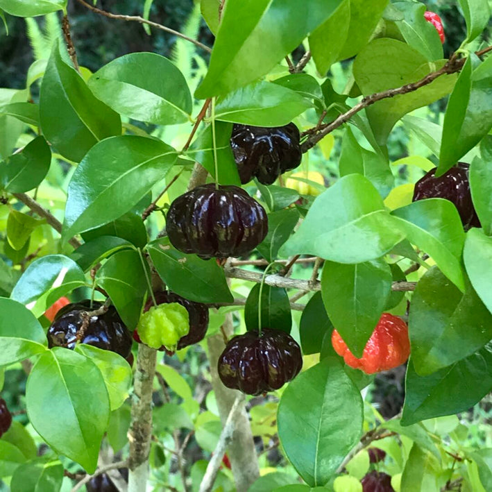 Surinam Cherry Black - Eugenia uniflora Fruit Plant