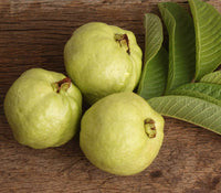 Hybrid Guava - Lucknow-49 Guava Exotic Fruit Plant