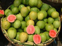 Hybrid Guava - Lalit Guava Exotic Fruit Plant