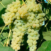 Hybrid Grape - Lakemont Grape Vine Fruit Plant