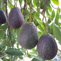 Hybrid Avocado ( LAMB HASS ) Fruit Plant