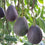 Hybrid Avocado ( LAMB HASS ) Fruit Plant