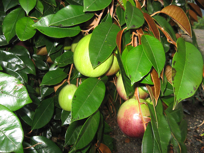 Milkfruit - Chrysophyllum cainito Fruit Plant