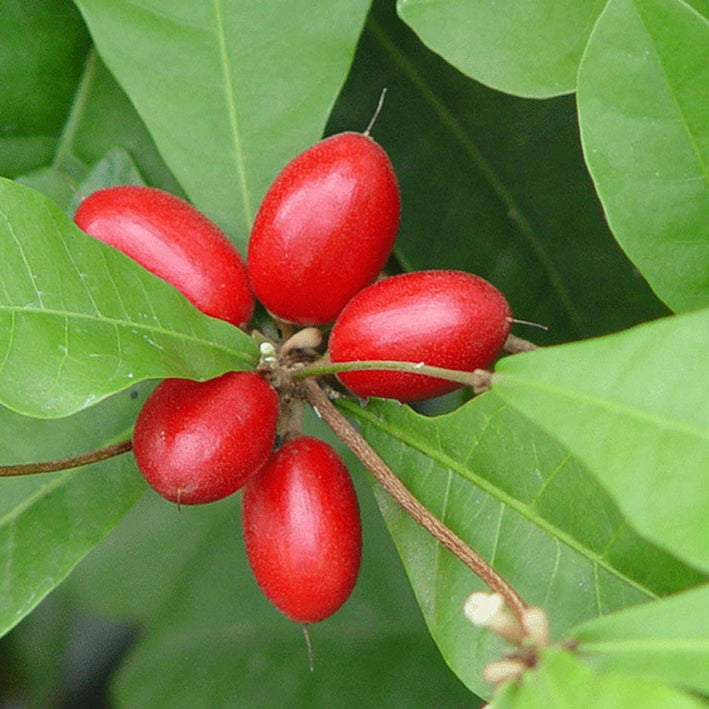 Miracle Berry Fruit - Synsepalum dulcificum Plant