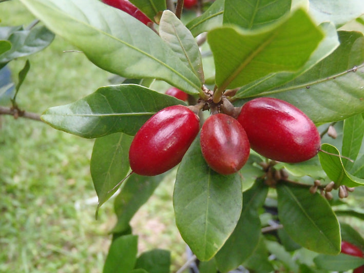 Miracle Berry Fruit - Synsepalum dulcificum Plant