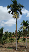 Hybrid Dwarf Arecanut - Mohit Nagar  Plant