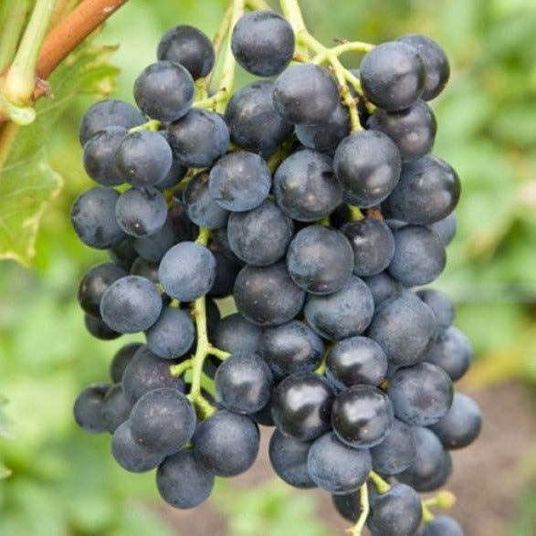 Hybrid Grape - Muscat Blue Grape Vine Fruit Plant