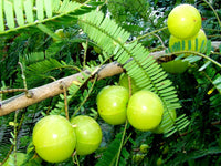 Indian Gooseberry - Phyllanthus emblica Fruit Plant