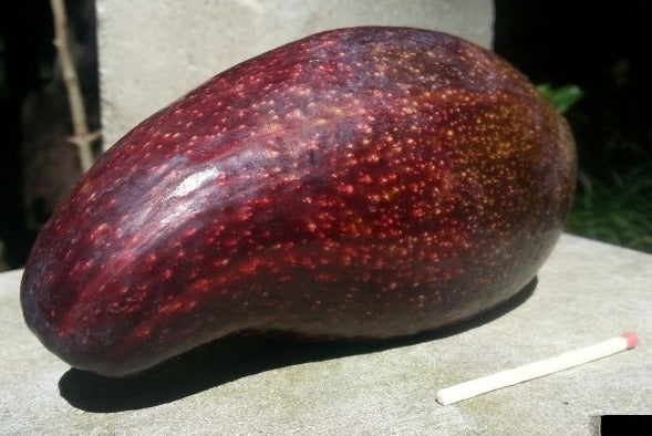 Hybrid Avocado ( NOELA ) Fruit Plant