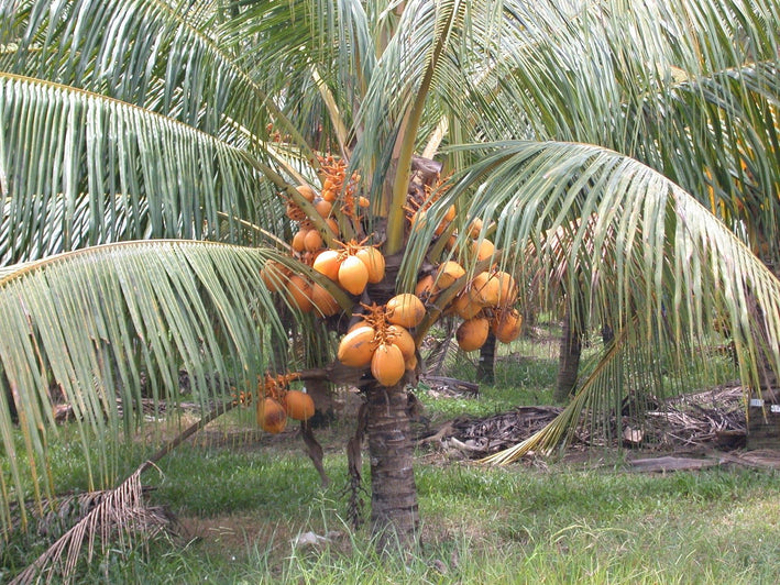 Hybrid Dwarf Coconut - Orange Malayan  Plant