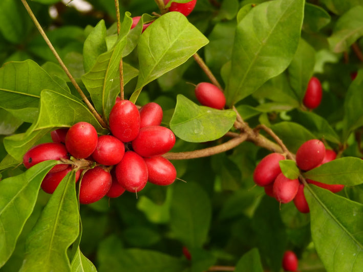 Miracle Berry Fruit - Synsepalum dulcificum Plant