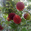 Pulasan - Nephelium mutabile Fruit Plant